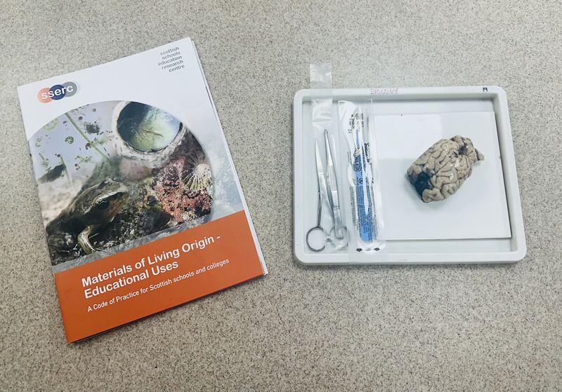 Materials Of Living Origin Brain Dissection