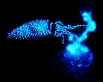 Firefly-squid-showing-bioluminescence 2