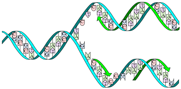 DNA replication split horizontal